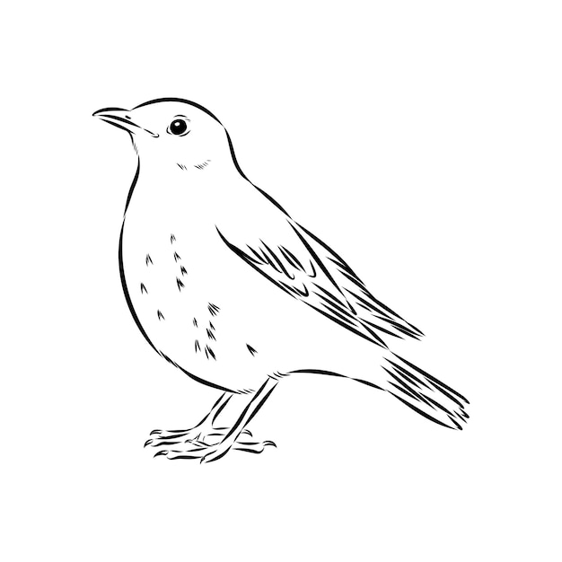 Vektorskizze des australischen Schwarzbirds Blackbird-Illustration