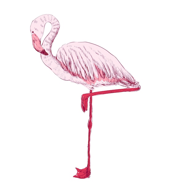 Vektorskizze eines Flamingos