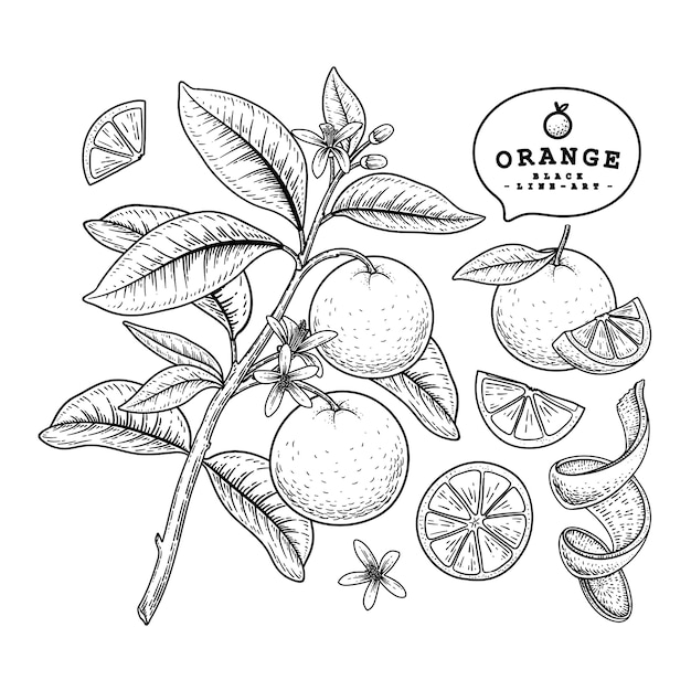 Vektorskizze Zitrusfrucht dekoratives Set. Orange. Handgezeichnete botanische Illustrationen. Schwarzweiss mit Strichgrafiken lokalisiert auf weißem Hintergrund. Obstzeichnungen. Retro-Stilelemente.