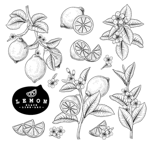Vektorskizze Zitrusfrucht dekoratives Set. Zitrone. Handgezeichnete botanische Illustrationen.