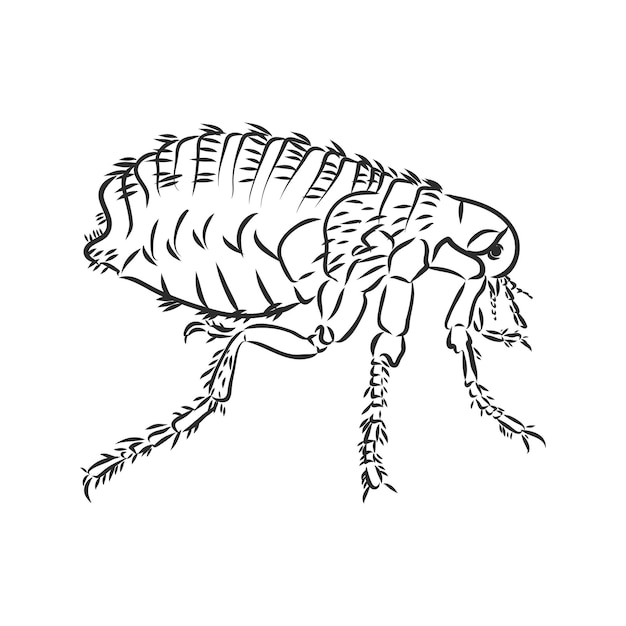 Vektor vektorstich antike illustration des flohs auf weißem hintergrund