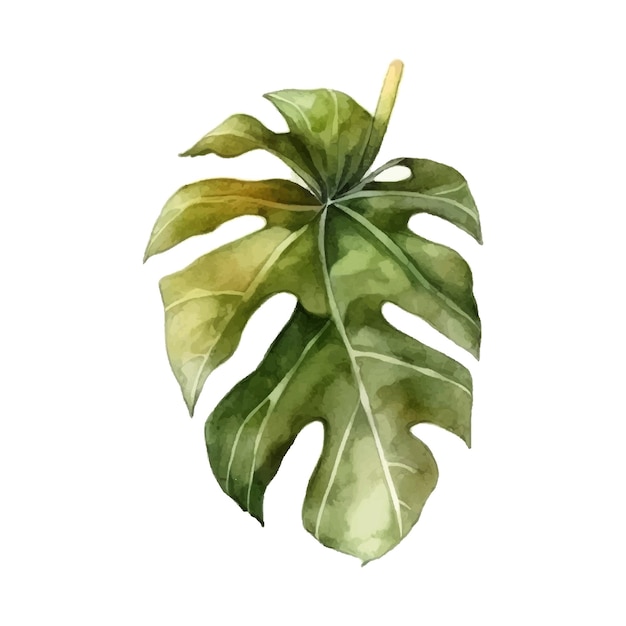 Vektor vektorstock-illustration von tropischen blättern monstera-blättern aquarell-grünpflanze vorlage für aufkleberschablone nahaufnahme tropischer blätter isoliert auf weißem hintergrund flacher stil