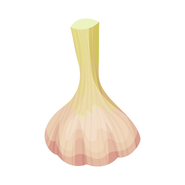 Vektorveranschaulichung von frischem Knoblauch, Gemüse und aromatischen kulinarischen Zutaten