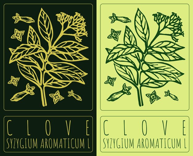 Vektorzeichnung CLOVE Handgezeichnete Illustration Der lateinische Name ist SYZYGIUM AROMATICUM L