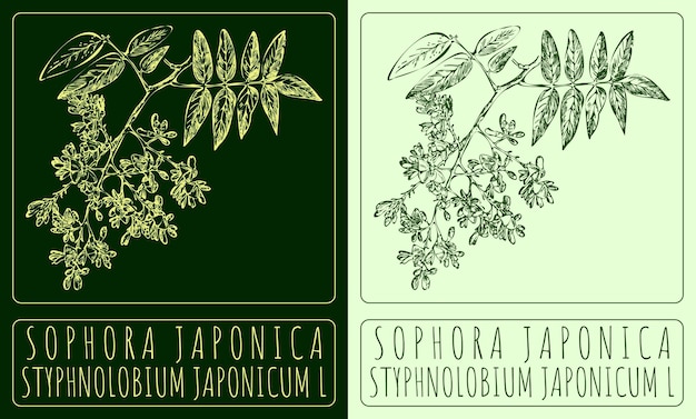 Vektorzeichnung sophora japonica handgezeichnete illustration der lateinische name ist styphnolobium japonicum l