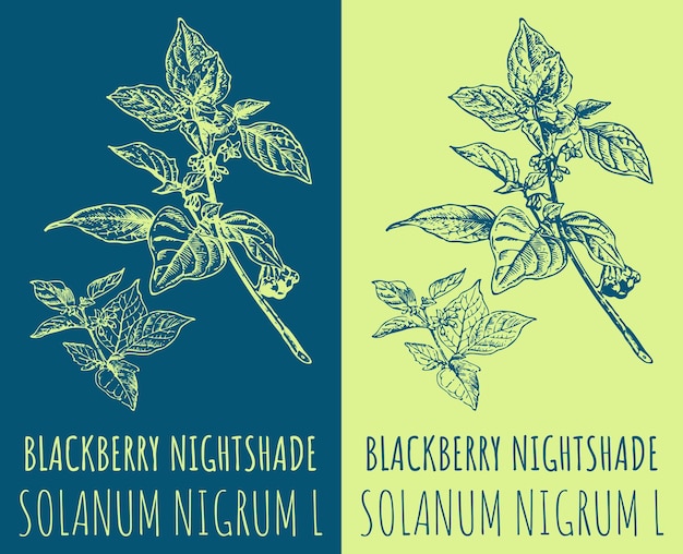 Vektorzeichnungen BLACKBERRY NIGHTSHADE Handgezeichnete Illustration Lateinischer Name SOLANUM NIGRUM L