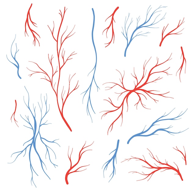 Vektor venen und arterien des menschlichen auges rote blutgefäße vektor des blutsystems blutvenen isoliert