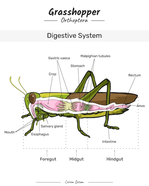 Verdauungssystem der heuschrecke mit insektenkörper