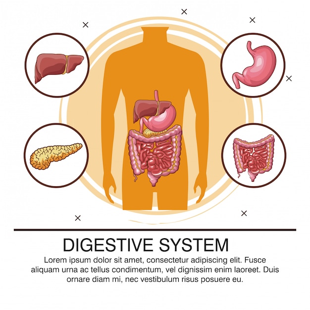 Verdauungssystem infographic mit informationen