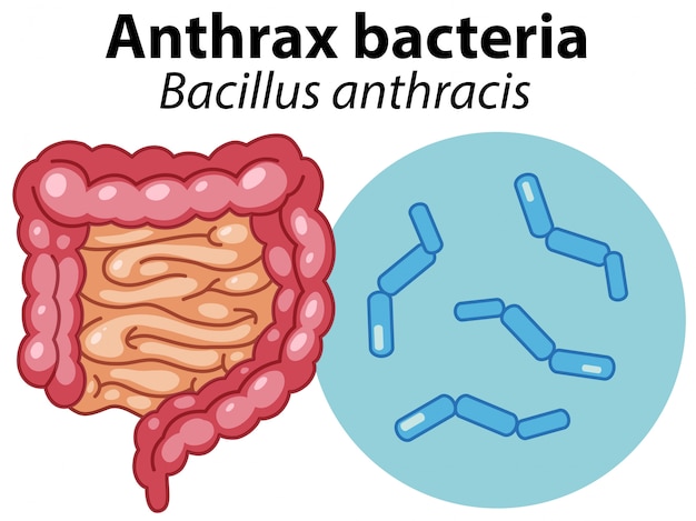 Vergrößerte Zellen von Anthrax-Bakterien