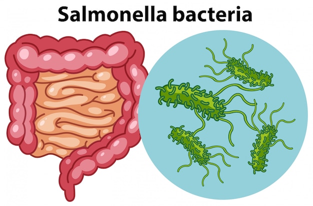 Vektor vergrößerte zellen von salmonella-bakterien