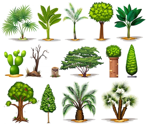 Verschiedene arten von bäumen illustration