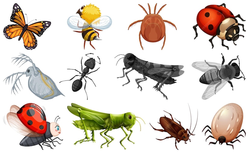 Verschiedene Arten von Insektensammlungen Premium Vektor