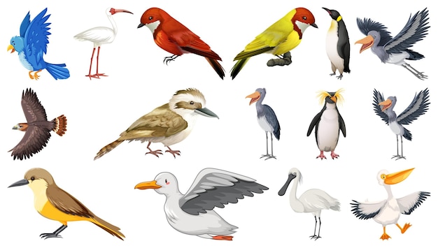 Verschiedene Arten von Vogelsammlungen