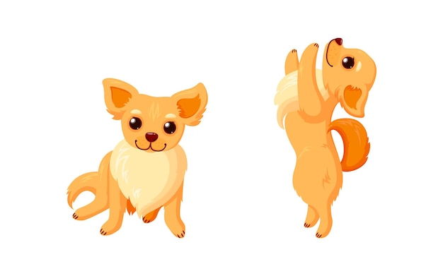 Verspielter Chihuahua-Hund, der Tricks macht Chihuahua-Begleiter mit lockigem Schwanz isoliert auf weißem Hintergrund
