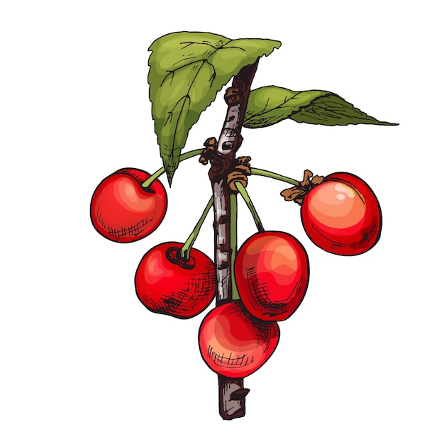 Verzweigen Sie Acerola-Beeren mit Blättern. Vektor-Farbweinlese-Schraffurillustration lokalisiert auf einem weißen Hintergrund.