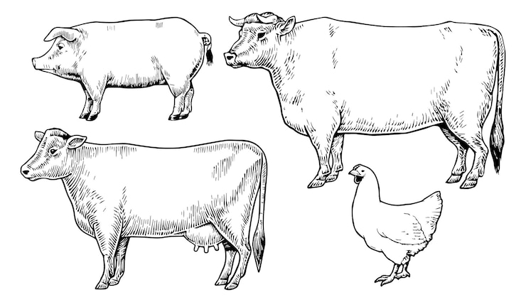 Vektor viehzucht, heimische nutztiere, feder- und tuscheillustrationen eines milchkuhbullen, huhns und