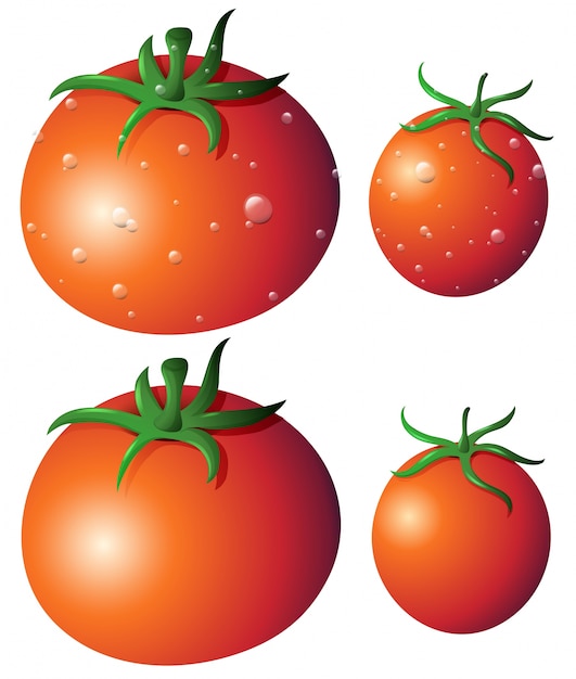 Vier frische Tomaten auf weißem Hintergrund isoliert