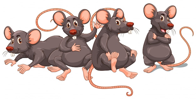 Vier Ratten mit grauem Fell