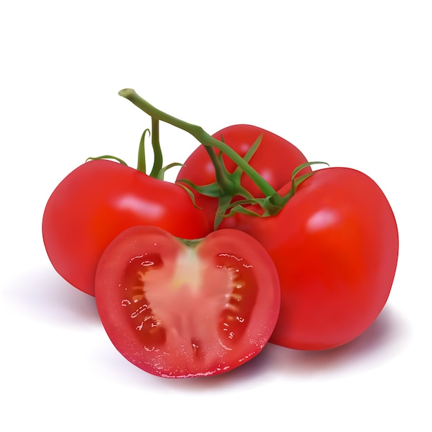 Vier reife rote Tomaten auf einem Zweig. Fotorealistische Vektorillustration auf einem weißen Hintergrund. Diese Tomaten können auf jedem Hintergrund platziert werden.