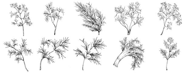 Vintage botanische Skizze von Fenchel isoliert