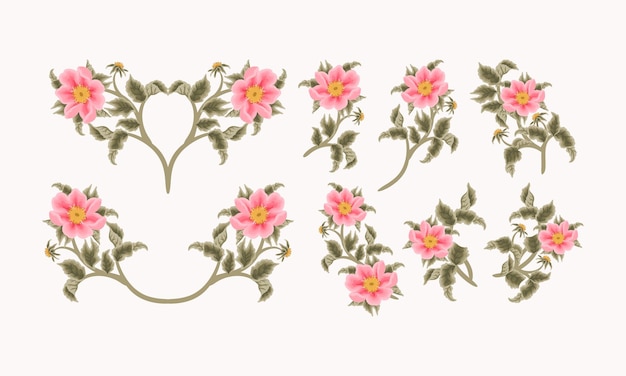 Vintage feminine handgezeichnete garten pfirsich rosa canina blume für beauty clipart element collection