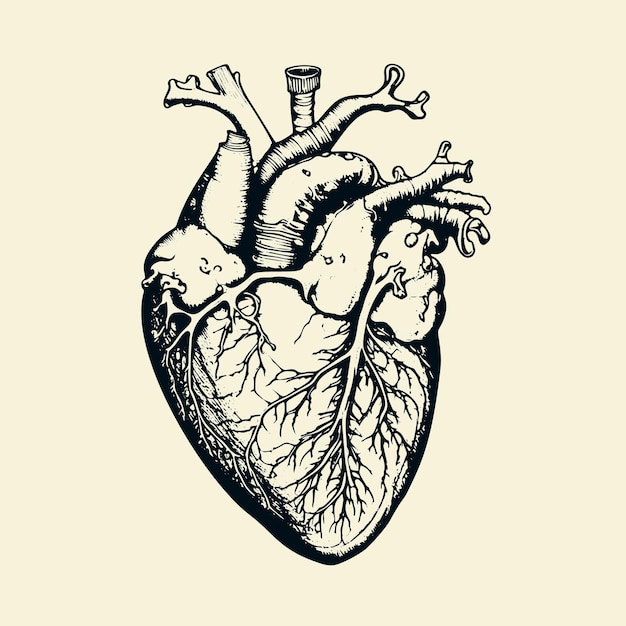 Vintage Illustration eines menschlichen Herzens