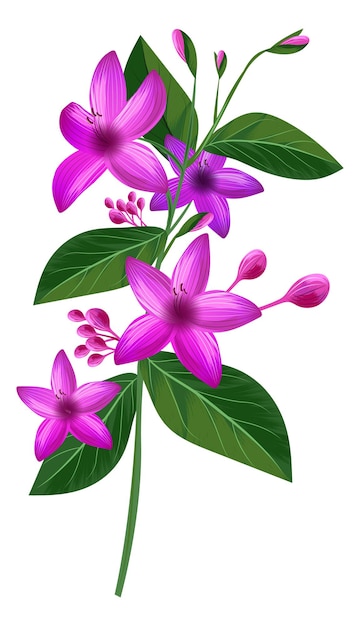 Violette Blumen aus tropischer Dschungelpflanze. Plumeria-Blüte