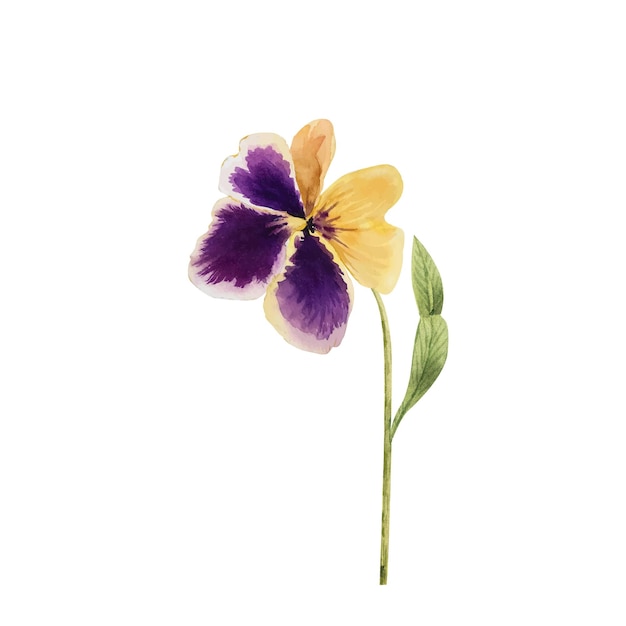 violette blumenillustration aquarell