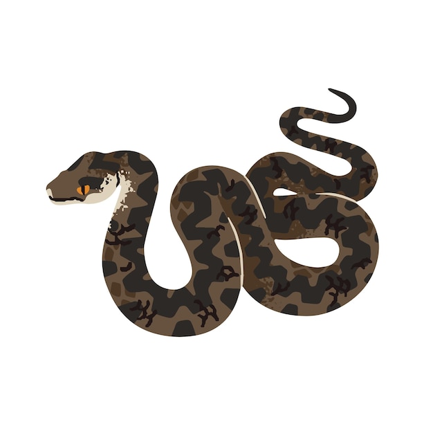 Vipera berus Kreuzotter Europäische Kreuzotter Giftschlange mit gemusterter Haut Giftschlange der Wälder Europas Gefährliches Waldtier Flache isolierte Vektorillustration auf weißem Hintergrund