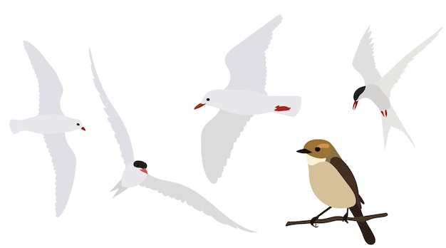 Vögel im flachen Stil Vektor isoliert eingestellt
