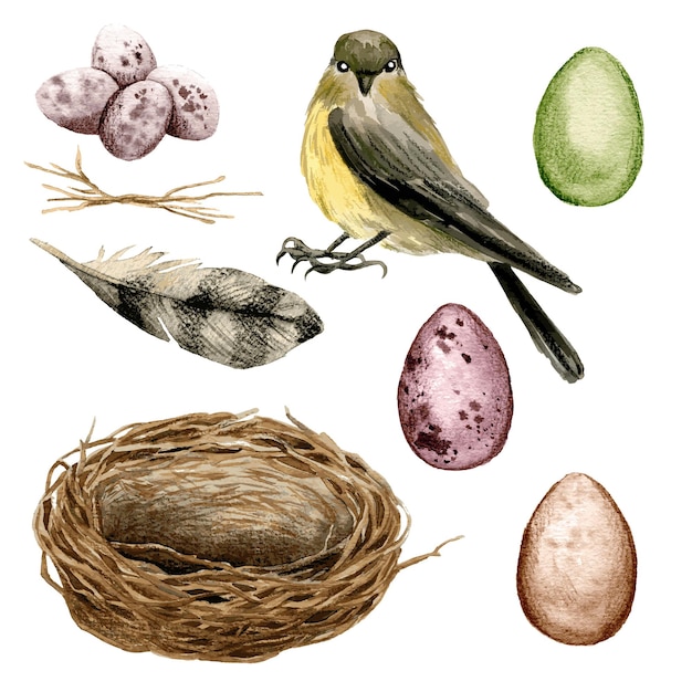 Vogel mit einem Nest und Eiern Illustrationsdesign