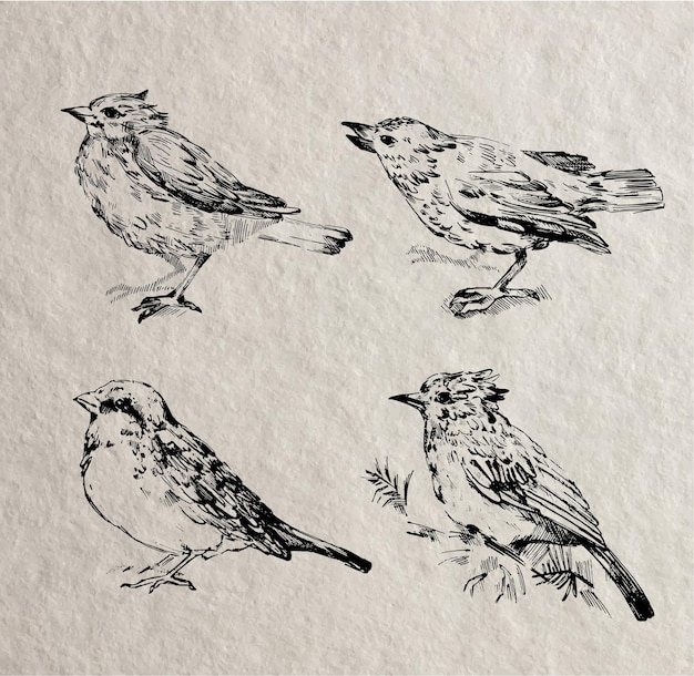 Vogel-Sketsch-Linien-Kunstillustration