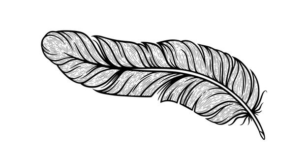 Vogelfederskizze Indische Zierfeder isoliert in weißer Hintergrundvektorillustration