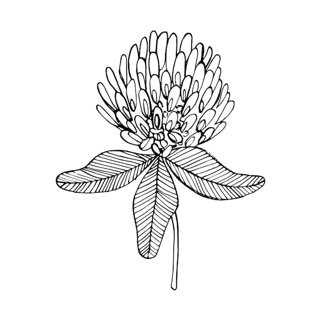 Vektor von hand gezeichnete kleeblume. schwarz auf weiß. einzelne blumenelemente der dekoration. vektor-illustration