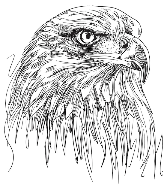 Vektor von hand gezeichnete vektorillustration von eagle head