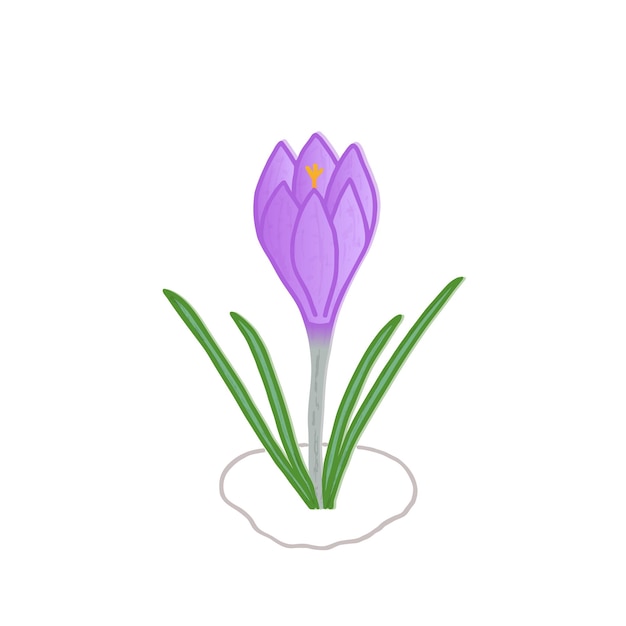 Vorfrühlingsblume lila Crocus wächst auf aufgetauten Stellen. Gezeichnet im Doodle-Stil. Getrennt auf Weiß.
