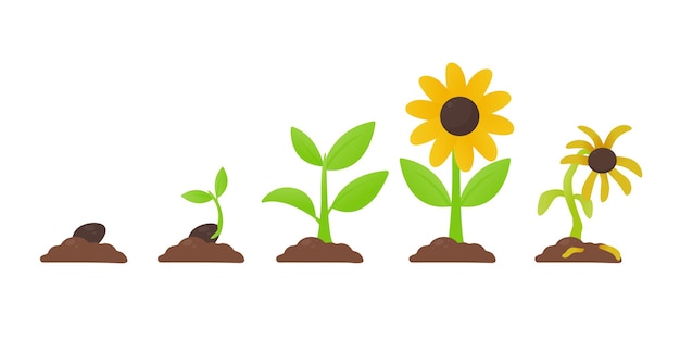 Wachstum. Das Pflanzen einer Blume, die aus Samen gekeimt ist, wird zu einem Sämling mit Blumen und stirbt.