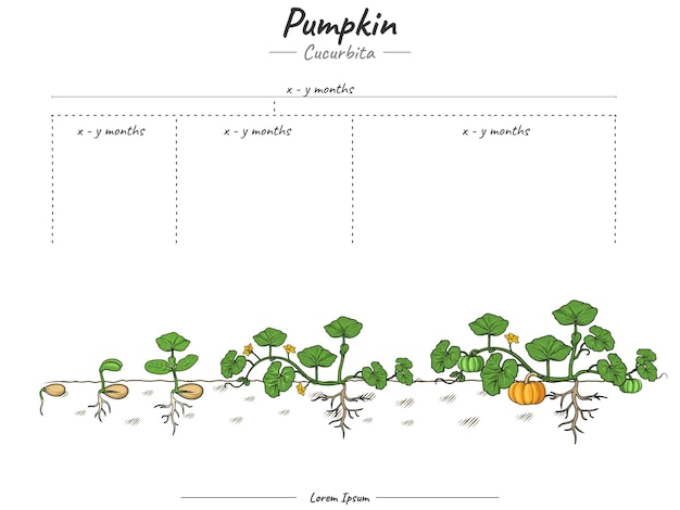 Vektor wachstumsstadium einer kürbispflanze oder eines kürbisbaums