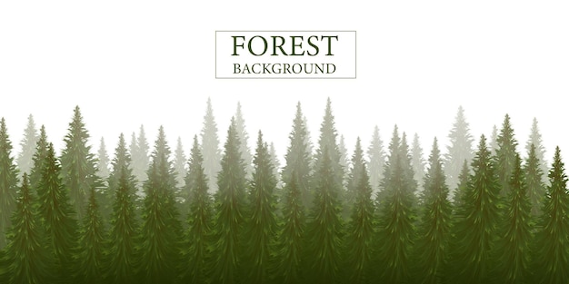 Wald Silhouette Hintergrund Natur Landschaft Immergrüne Nadelbäume Kiefer Fichte Weihnachtsbaum