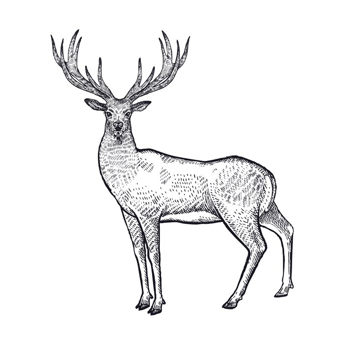 Vektor waldtiere hirsch illustration.