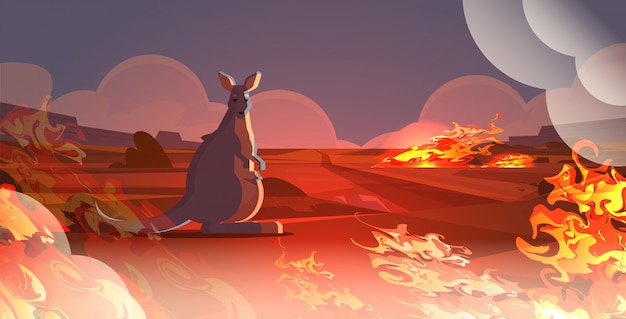 Wallaby mit dem baby, das von den bränden in australien-tieren sterben in den intensiven orange horizontalen flammen des waldbrand-naturkatastrophenkonzeptes entgeht