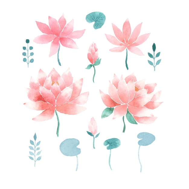 Wasserfarbige rosa Lotusblumen