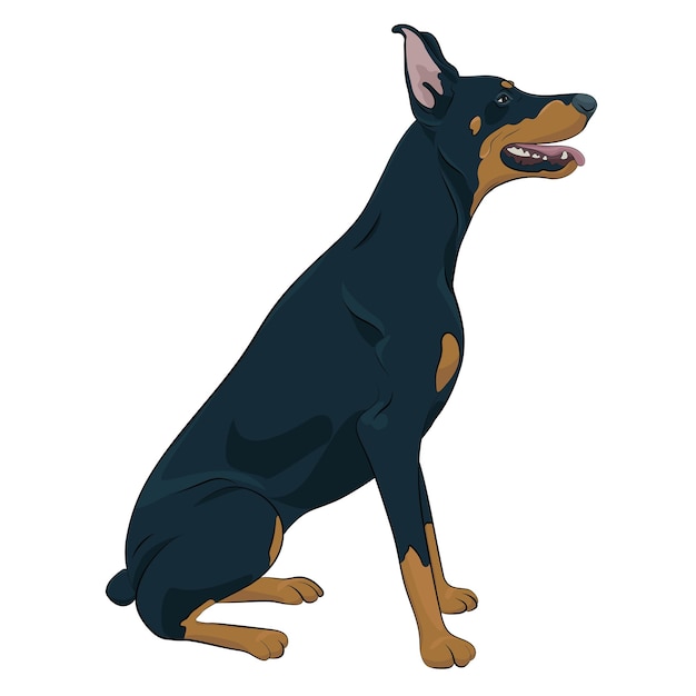 Watchdog für Ihr Design. Dobermann sitzt isoliert auf weißem Hintergrund.
