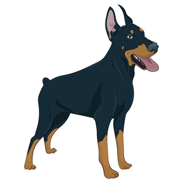 Watchdog für ihr design. dobermann stehend isoliert auf weißem hintergrund.