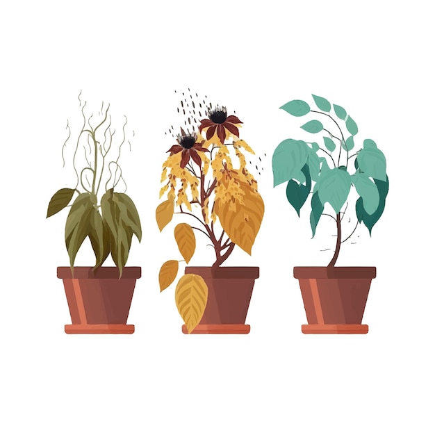 Web Eingemachte Blumenpflanze welkende Phasen Lebenszyklus Isoliert auf Hintergrund Cartoon flache Vektorillustration