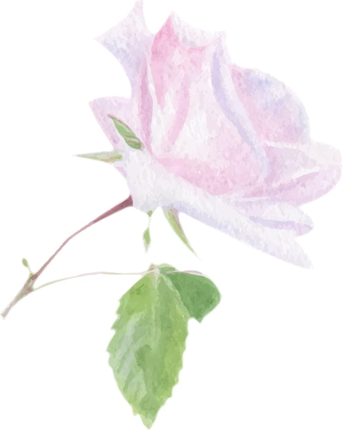 Web Sanfte rosa Rose Aquarell realistische Illustration