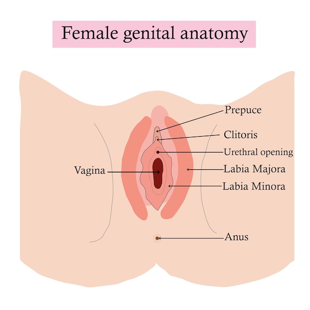 Weibliche Genitalanatomie isoliert auf weißem Hintergrund. Lerninhalte für Biologie- und Medizinstudenten