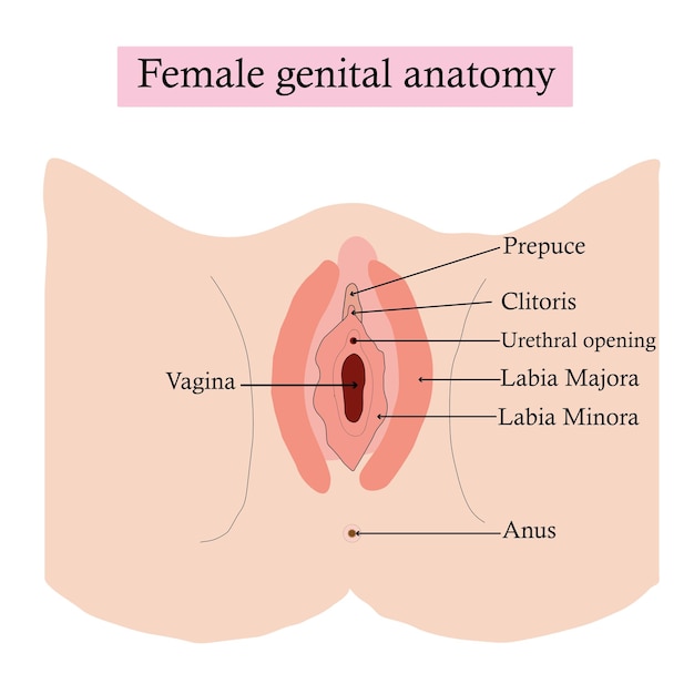 Vektor weibliche genitalanatomie isoliert auf weißem hintergrund. lerninhalte für biologie- und medizinstudenten