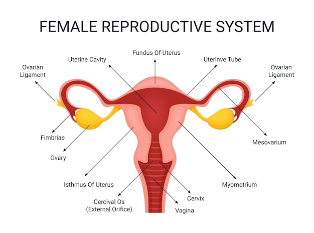 Weibliches fortpflanzungssystem, menschliches organ, konzept der illustrationsorgandetails